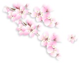 上桜の桜イラスト.jpg