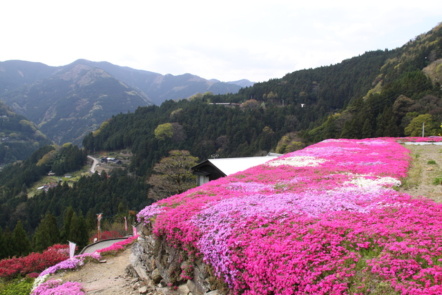 芝桜