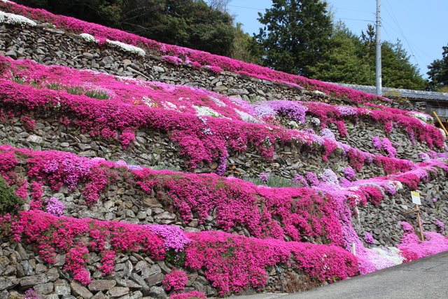 芝桜