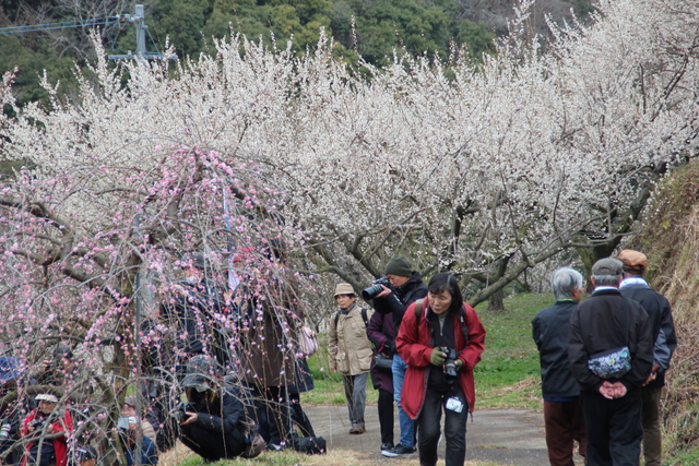 美しい梅の花に囲まれて