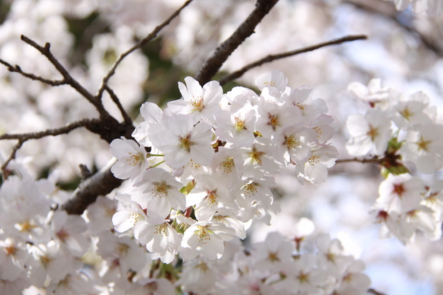 満開の桜に元気をもらいました