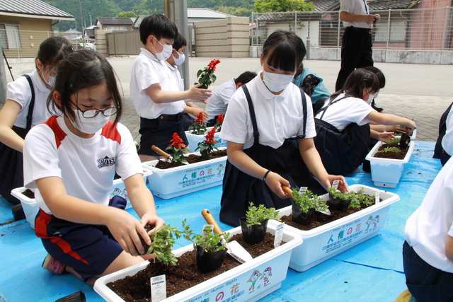 丁寧に苗を植える児童たち