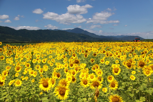 高越山をバックに（善入寺島）