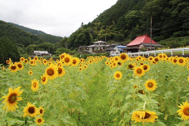 畑一面に咲き誇る（美郷古土地）