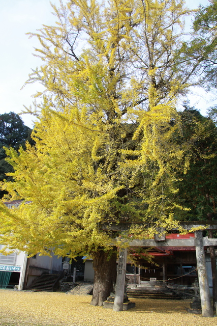 平八幡神社のイチョウ