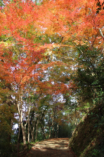 重楽寺周辺の紅葉
