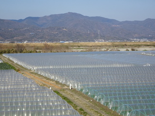 藍作地方特有の氾濫地帯の農耕風景