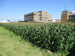 コーン生育状況6/5　1