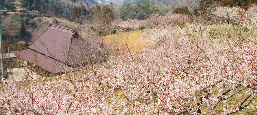 梅の花