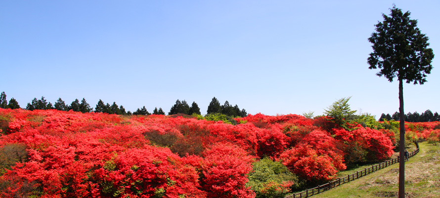 船窪つつじ公園オンツツジ